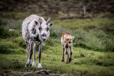 Portrait of sheep in a field