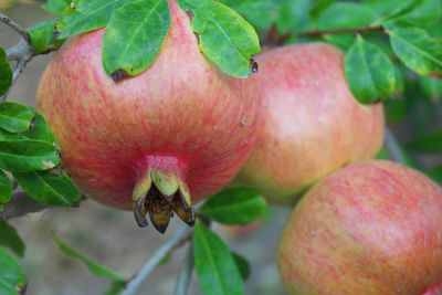 Close-up of strawberry