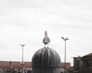 Une mouette face À la mer