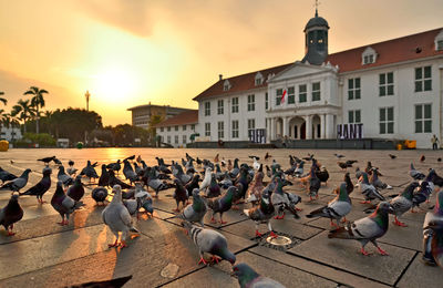 Flock of birds in city