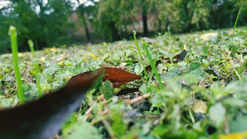 Autumnal leaves in forest