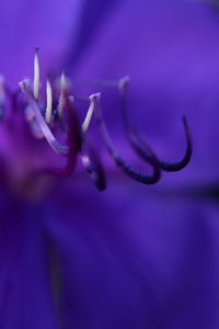 Macro shot of purple flowering plant