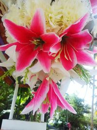 Close-up of pink flowers in park