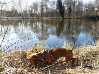 Close-up of giraffe in lake against sky