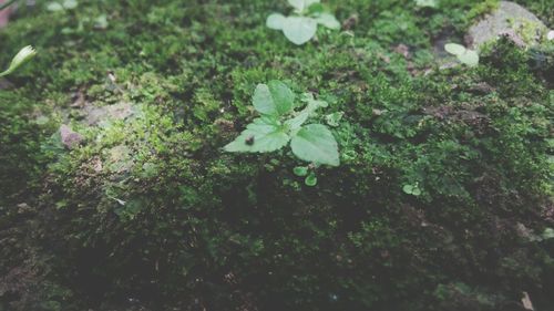 Plants growing on tree