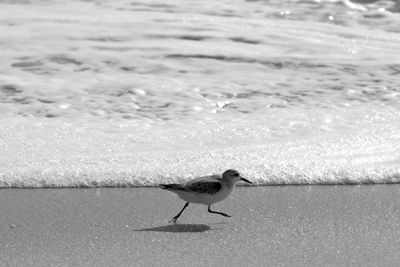 View of bird on beach