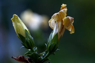 Close-up of wilted flower bud