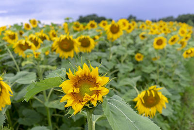 Close-up of yellow flowering plant on field