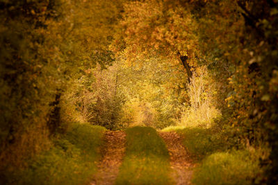 Shadow of tree on footpath in forest