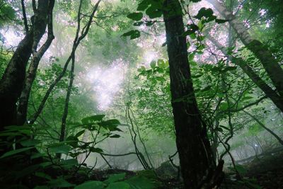 Trees growing in forest