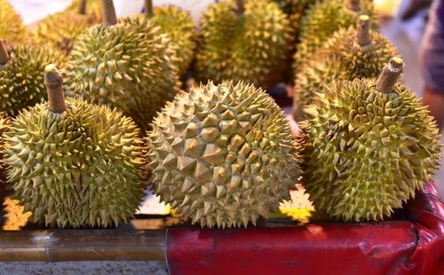 Close-up of cactus growing at market