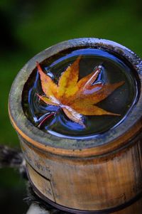 Close-up of dry leaf in water