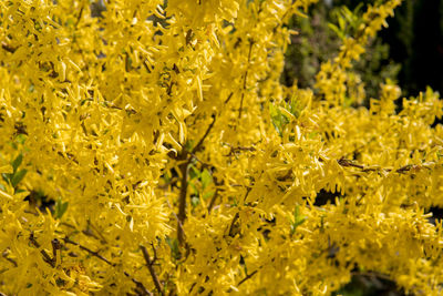 Close-up of yellow flowering plant