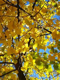 Low angle view of yellow flowers on tree