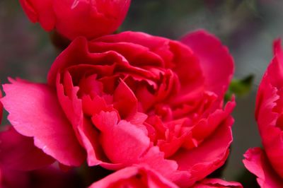 Close-up of pink flowers