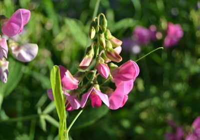 Close-up of pink flowering plant