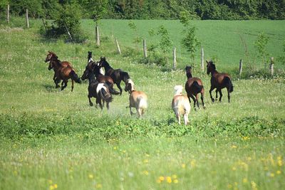 Horses on field