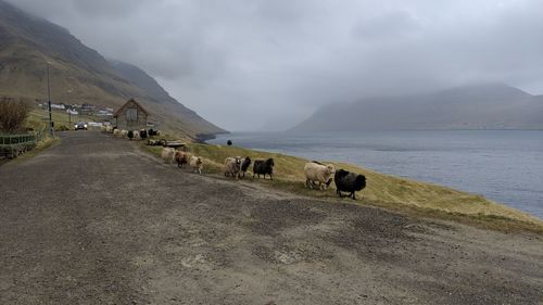 View of cows on road