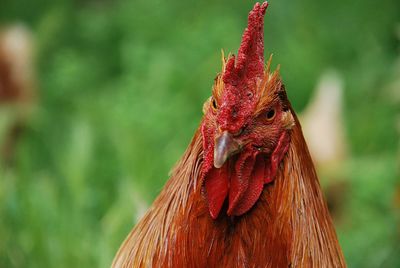 Close-up of rooster