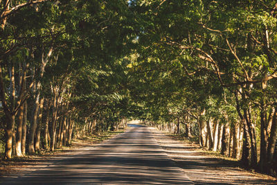 Walkway amidst trees in forest