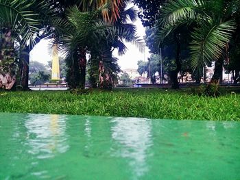 Reflection of trees in water