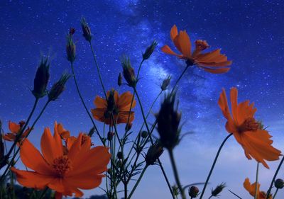 Close-up of orange flowering plant against blue sky