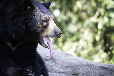 Bear sticking out tongue