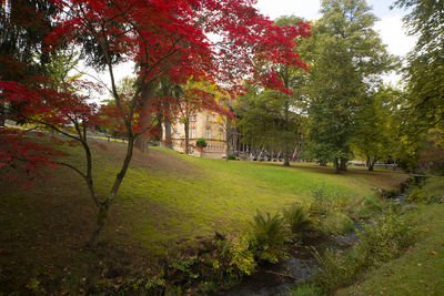 Trees in park during autumn