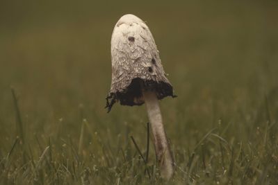 Close-up of mushroom on field