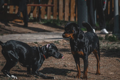 Black dog standing in field