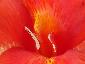 Full frame shot of red hibiscus