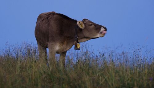 Cattle sticking out tongue while standing on field against clear sky