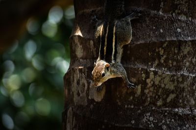 Close-up of squirrel on tree trunk