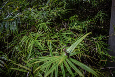 Close-up of fresh green grass