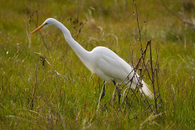 Bird in a field