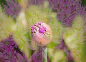 Close-up of bumblebee on pink flowers