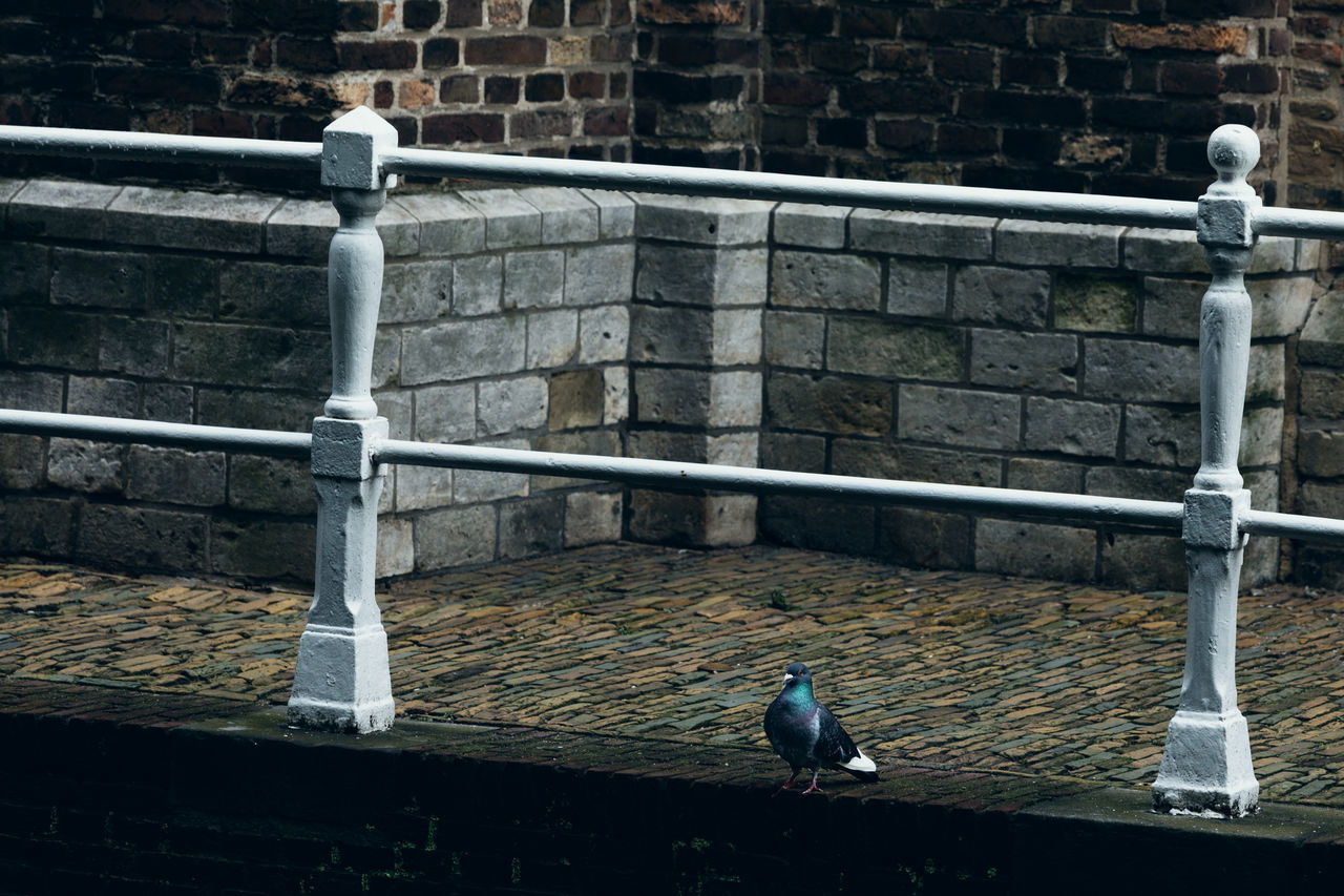 SEAGULL PERCHING ON WALL