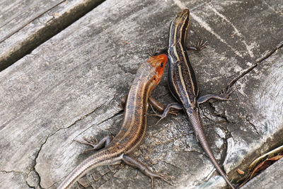 High angle view of lizard on rock