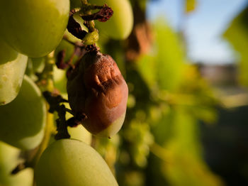 Close-up of fruits hanging on tree