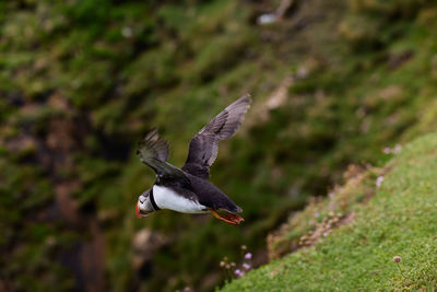 Fratercula puffin in saltee island ireland. in the process of migration flying