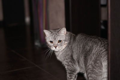 Close-up of cat standing at home