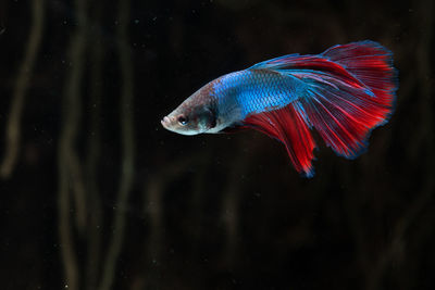 Close-up of fish swimming in sea