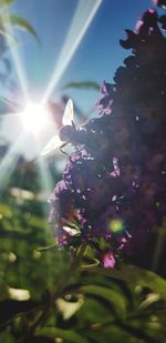 Close-up of purple flowering plant against bright sun