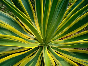 Full frame shot of palm leaf