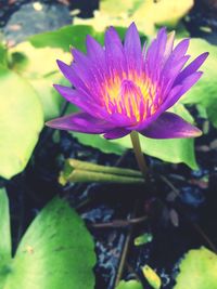 Close-up of water lily blooming outdoors