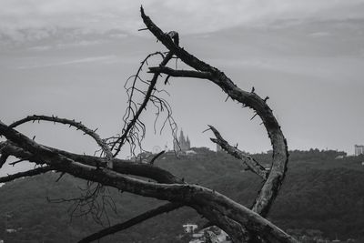 Bare trees on landscape