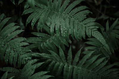 Close-up of fern leaves