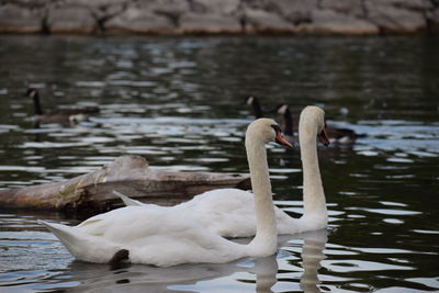 Two swans on lake