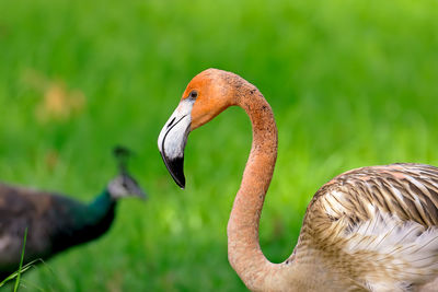 Close-up of flamingo with peacock in background