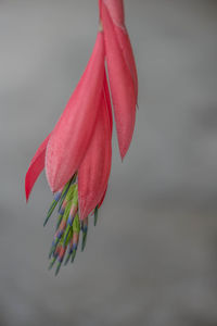 Close-up of red rose flower